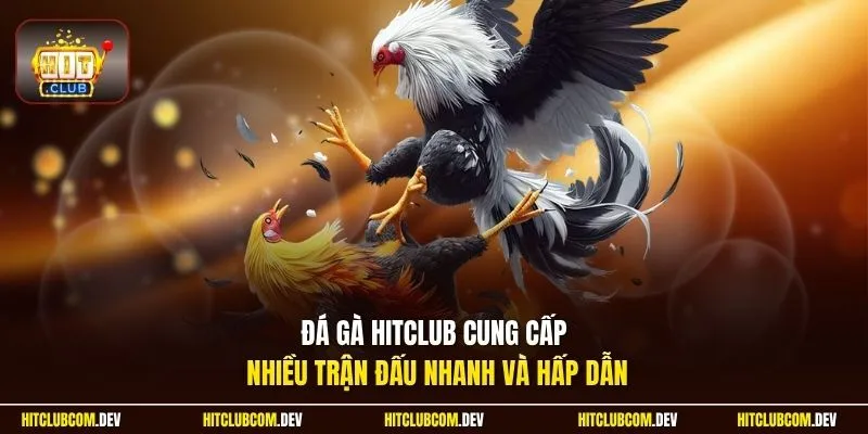 Đá gà HITCLUB cung cấp nhiều trận đấu nhanh và hấp dẫn