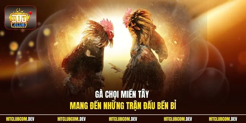 Gà chọi miền Tây mang đến những trận đấu bền bỉ