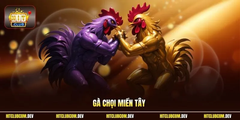 gà chọi miền Tây