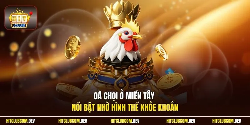 Gà chọi ở miền Tây nổi bật nhờ hình thể khỏe khoắn 