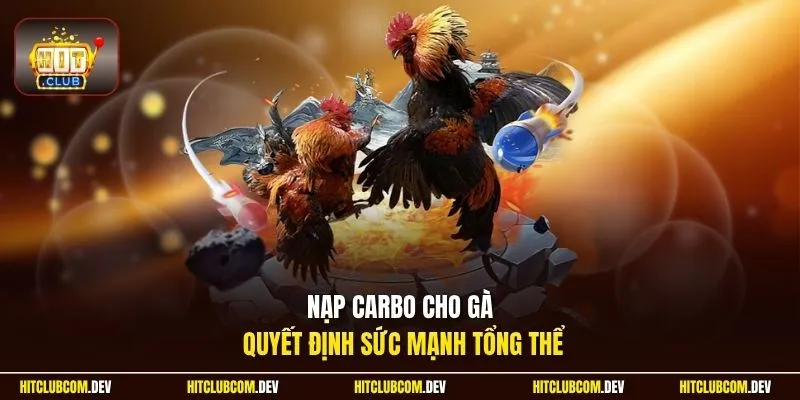 Nạp carbo cho gà quyết định sức mạnh tổng thể